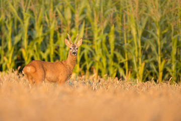 Roebuck - buck (Capreolus capreolus) Roe deer - goat