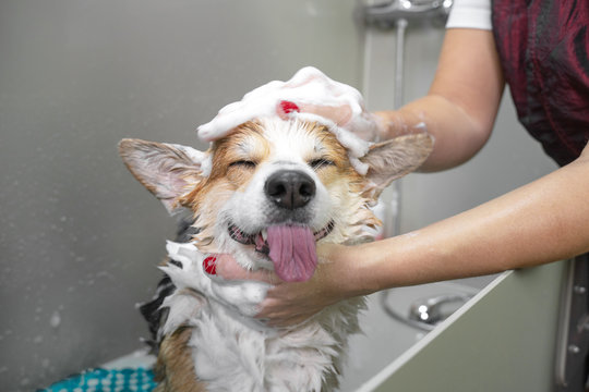 Funny portrait of a welsh corgi pembroke dog showering with shampoo.  Dog taking a bubble bath in grooming salon.
