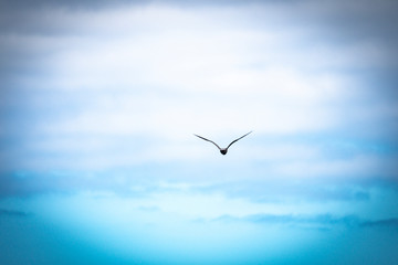 one seagull flying alone and isolated on the blue sky with clouds at the background searching his house or migrating
