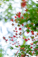 紅葉