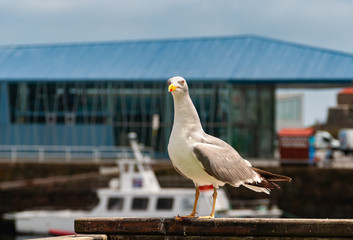 Seagull on post