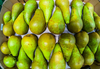close up of group of pears cultivated on the vegetable garden of home - buying fruits at the supermarket to do diet
