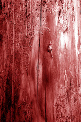 Bark of old tree texture in red tone.