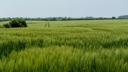 Acker mit Gerste im Frühling