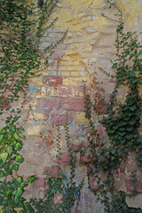 Wand mit Efeu