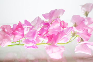 ピンクのスイトピー