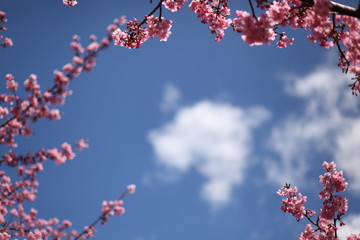 河津桜