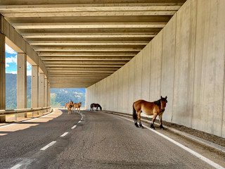 Wild horses on the road in a tunnel
