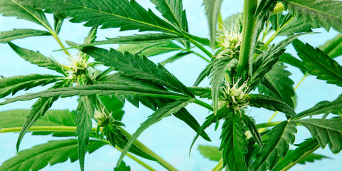 Fototapeta na wymiar Cannabis buds panorama. Early flowering stage with white stigmas, on a blue background, vibrant green marijuana leaves with trichomes