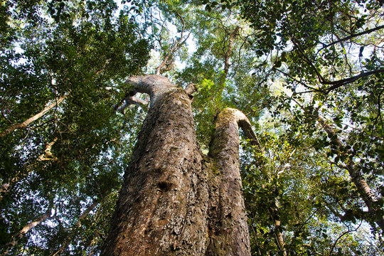 Oteniqua Yellowwood Tree Knsyna Forest, Garden Route