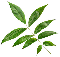 Leaf of pecan tree (Carya illinoinensis) isolated on a white background