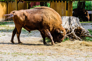 American bison in a corral at farm