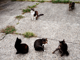 A group of street cats are busy with themselves, itching and licking themselves