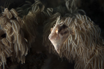 Obraz premium Bristle-tail filefish (Acreichthys tomentosus). Underwater macro photography from Lembeh, Indonesia