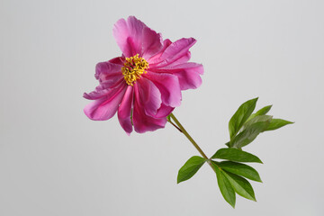 Bright pink peony flower isolated on gray background.