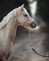 portrait of beautiful welsh pony with red and gold halter in forest in autumn
