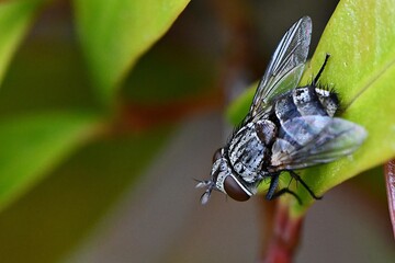 A bush flycomes to rest  on leaves in a southern Australian garden on a spring day.
