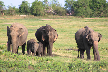 Fototapeta na wymiar Kleine Elefantenherde in Sri Lanka