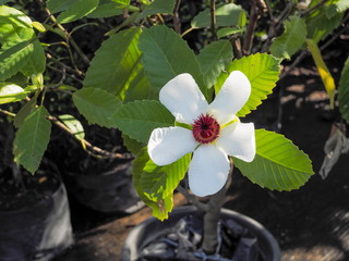 Beautiful white flower Dillenia suffruticosa (Griffith) Martelli blossom on branch with green leaves background.
