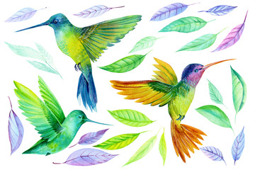 Fototapety  akwarela ilustracja, piękny tropikalny ptak, koliber i kolorowe liście na białym tle