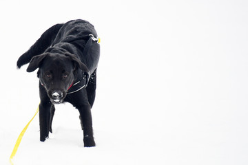 Hund verträumt im Schnee