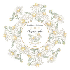 Chamomile flowers and leaves round frame. Medical herbs collection. Vector illustration vintage.