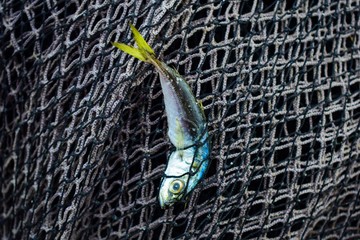 Fish caught in a fishing net