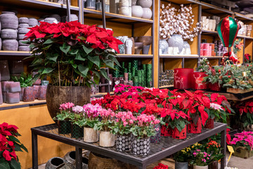 Fototapeta na wymiar Potted red poinsettia or Euphorbia pulcherrima and pink cyclamen persicum flowers at the greek flowers garden shop.