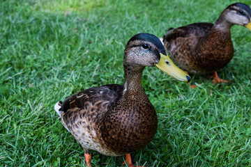 Naklejka na ściany i meble two ducks on the grass