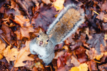 Squirrel looking at the camera with the red and yellow autumn leaves