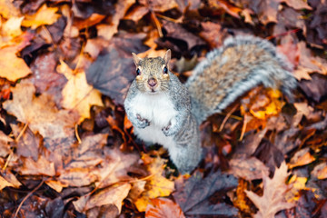 Squirrel looking at the camera with the red and yellow autumn leaves