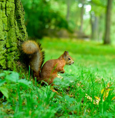 Wood and squirrel