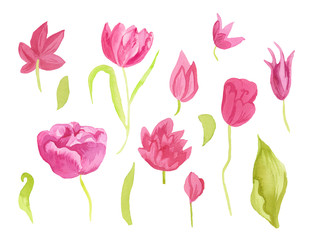 A set of cute pink watercolor tulips with leaves. Clipart collection of botanical spring flowers on white isolated background hand drawn. Design for weddings, gift cards, textiles and stickers.