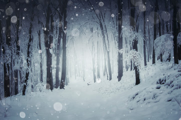 snowy path in cold winter woods, frozen forest landscape