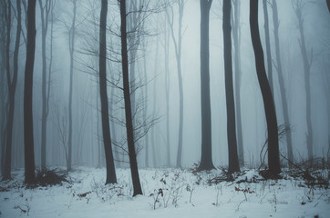 cold misty forest landscape in winter