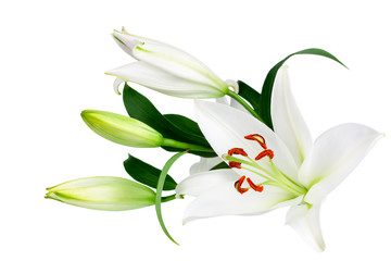White lily flowers and buds with green leaves on white background isolated close up, lilies bunch, elegant bouquet, lillies floral pattern, romantic holiday greeting card, wedding invitation design