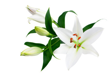 White lily flowers and buds with green leaves on white background isolated close up, lilies bunch, elegant bouquet, lillies floral pattern, romantic holiday greeting card, wedding invitation design - obrazy, fototapety, plakaty