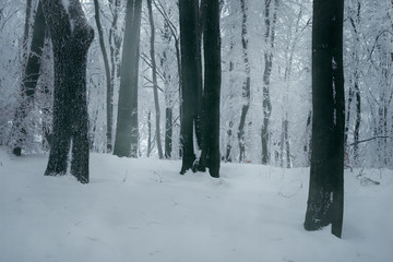 winter woods landscape, frozen trees in deep snow, cold weather landscape