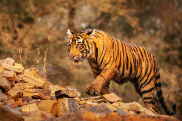 Fototapeta na wymiar Amazing tiger in the nature habitat. Tigers pose during the golden light time. Wildlife scene with danger animal. Hot summer in India. Dry area with beautiful indian tiger. Panthera tigris.