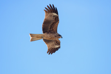 Japanese black kite in flight