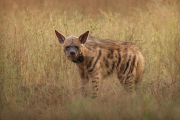 Naklejka premium Striped hyena in the nature habitat. Very rare striped hyena. Wildlife scene with unique animal. Summer in Rajasthan, India. Hyena hyena.