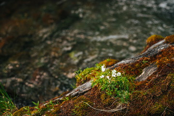 Small white flowers of cerastium tomentosum in bloom on fallen wet mossy tree trunk on bokeh background of river water. Beautiful wild flowerets is blooming among red green mosses close-up.