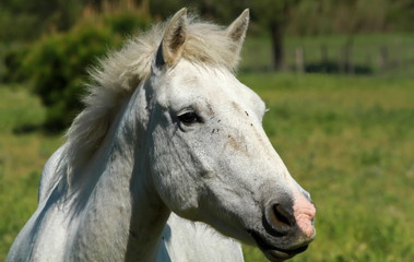 Very beautiful horse from Camargue in France