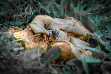 autumnal muddy apple in the meadow with insects , fly , ant , beetle in beautiful color gradient 
