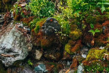 Scenic nature background with thick moss and lush vegetation of mountains. Mossy slope with fresh greenery and many small flowers on mountainside. Wet plants. Colorful backdrop of rich alpine flora.