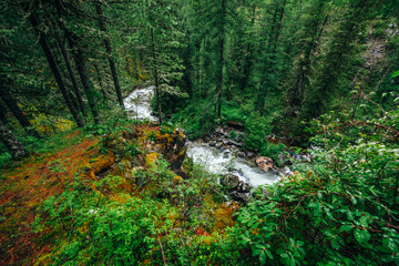 Fototapeta na wymiar Vivid scenery of forest freshness. Rich greenery on mossy cliff above mountain river. Beautiful mystery taiga with wild river. Highland flora near mountain creek. Atmospheric green forest landscape.