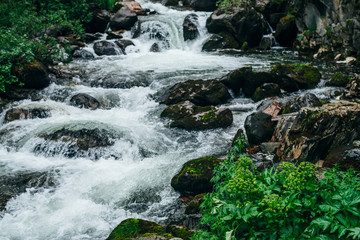 Atmospheric green forest landscape with mountain creek. Beautiful mystery taiga with wild river. Vivid scenery of forest freshness. Rich greenery along mountain river with rapids in tenebrous woodland