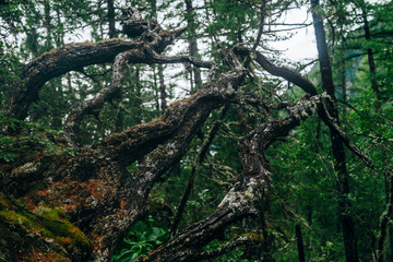 Big fallen tree root covered with thick moss in taiga wilderness among fresh greenery. Atmospheric background of terrible place in wild dark forest. Virgin flora of woods. Mystery woodland atmosphere.