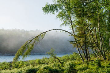 Wonderful green morning landscape with tree bent in arch shape near mountain river in fog. Birch leaned to ground in arc in mist. Tranquil scenery of pleasant morning freshness. Inspiring view.