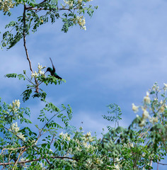 flowers and blue sky
